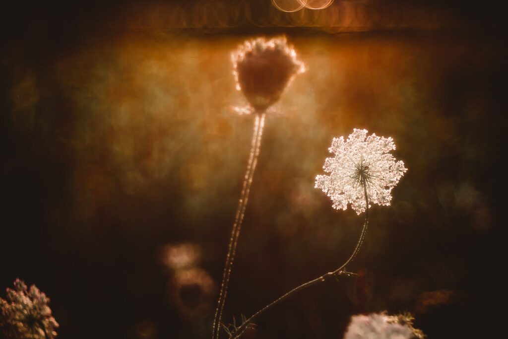 Trauerredner Gehalt - in schwierigen Zeiten ein Beistand sein